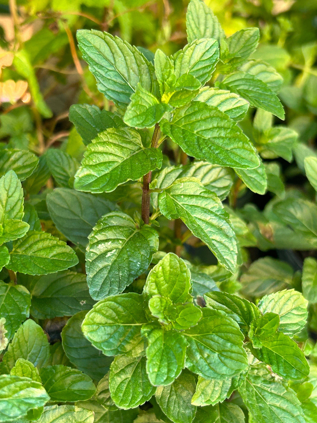 Menta - Botánica Orisha