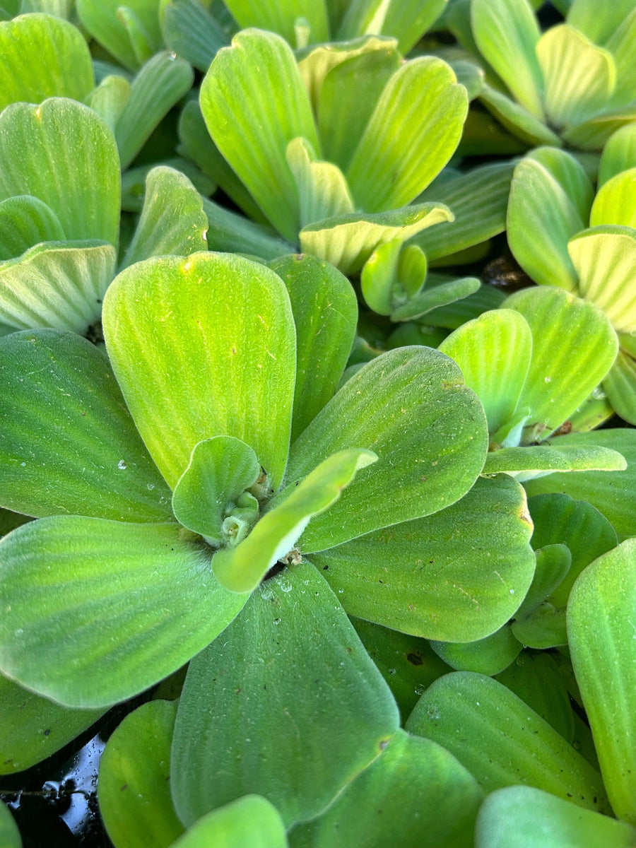 Flor De Agua - Botánica Orisha