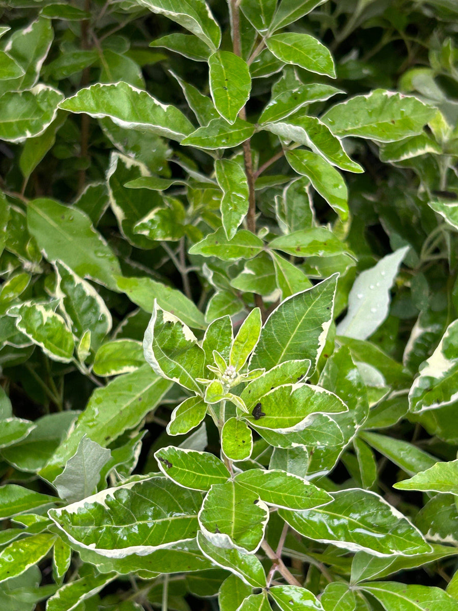 Vencedor - Botánica Orisha