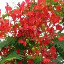 Flamboyan - Botánica Orisha