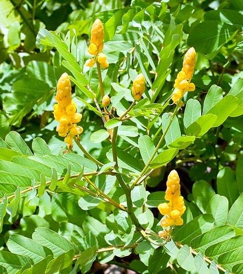 Guacamaya - Botánica Orisha