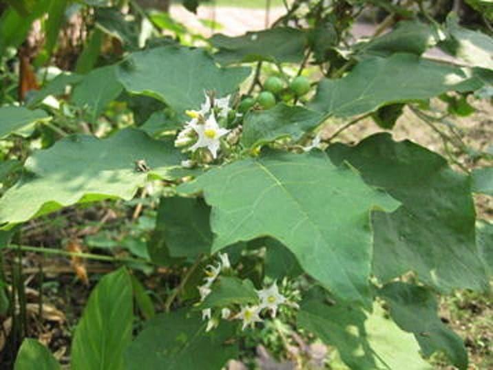 Hierba Bruja o Pendejera - Botánica Orisha