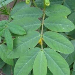 Hierba Hedionda - Botánica Orisha