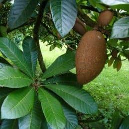 Mamey - Botánica Orisha