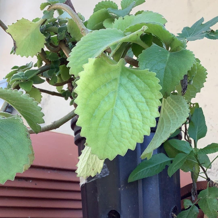 Oregano - Botánica Orisha