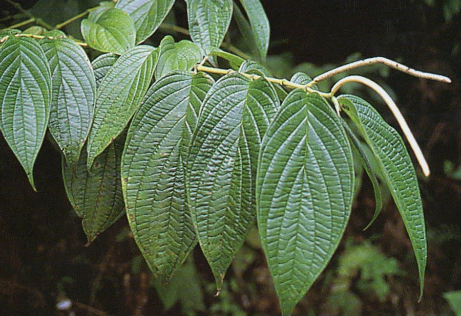 Platanillo De Cuba - Botánica Orisha